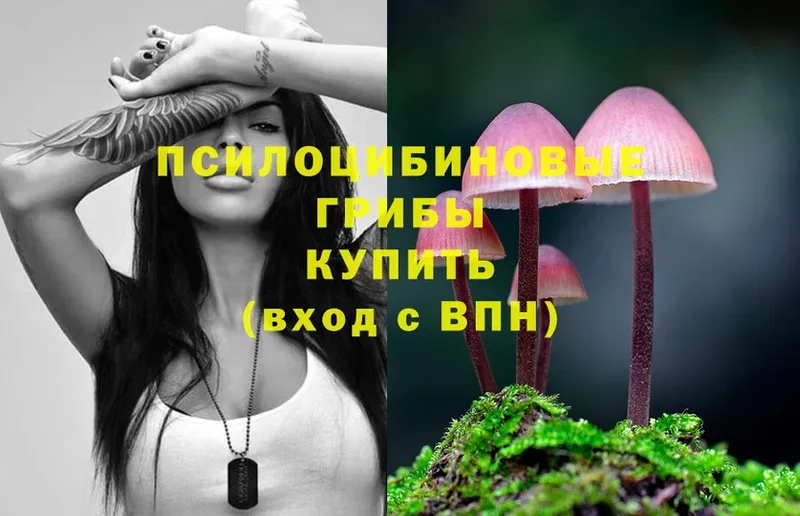 Псилоцибиновые грибы Psilocybe  закладки  Боготол 